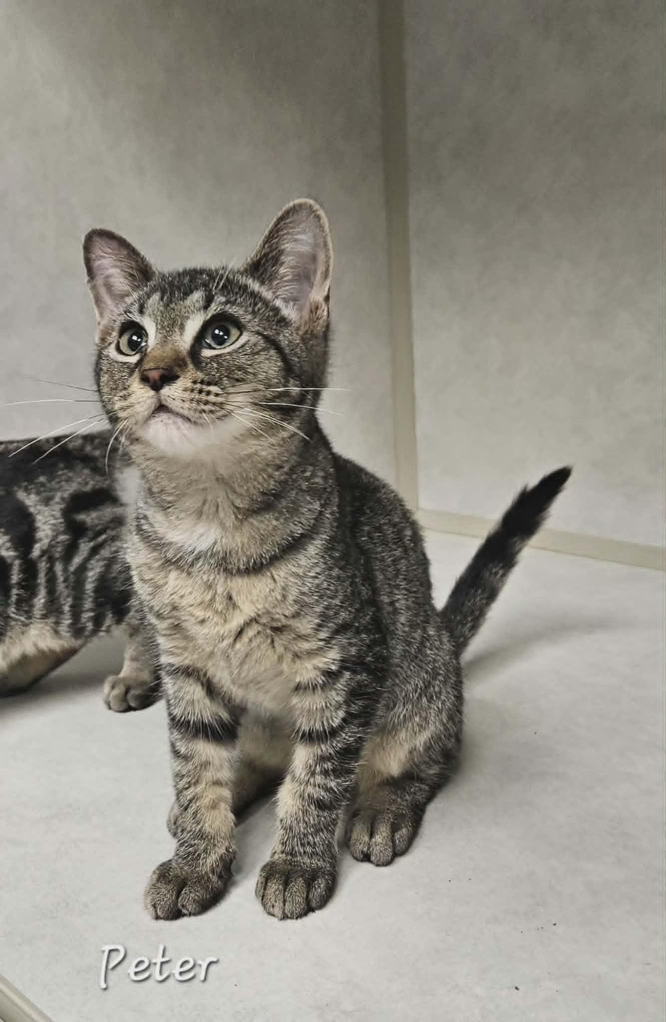 Enlarge Peter, a Adoptable Domestic Short Hair in Wapakoneta, OH image 2/6