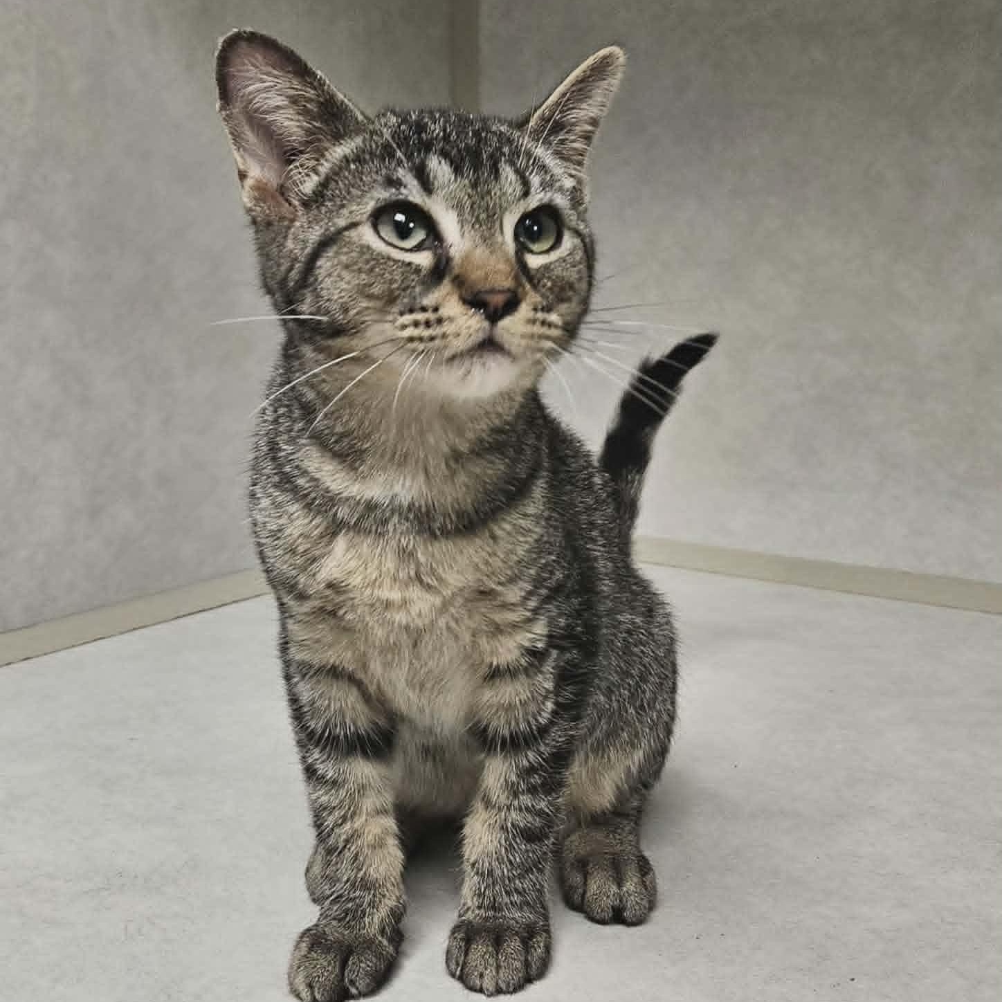 Enlarge Peter, a Adoptable Domestic Short Hair in Wapakoneta, OH image 1/6