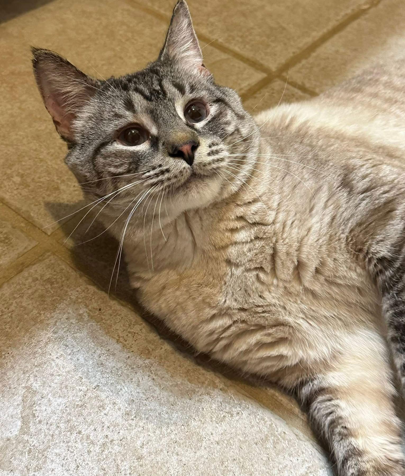 Wonton, Adoptable, Adult Male Domestic Short Hair & Siamese.