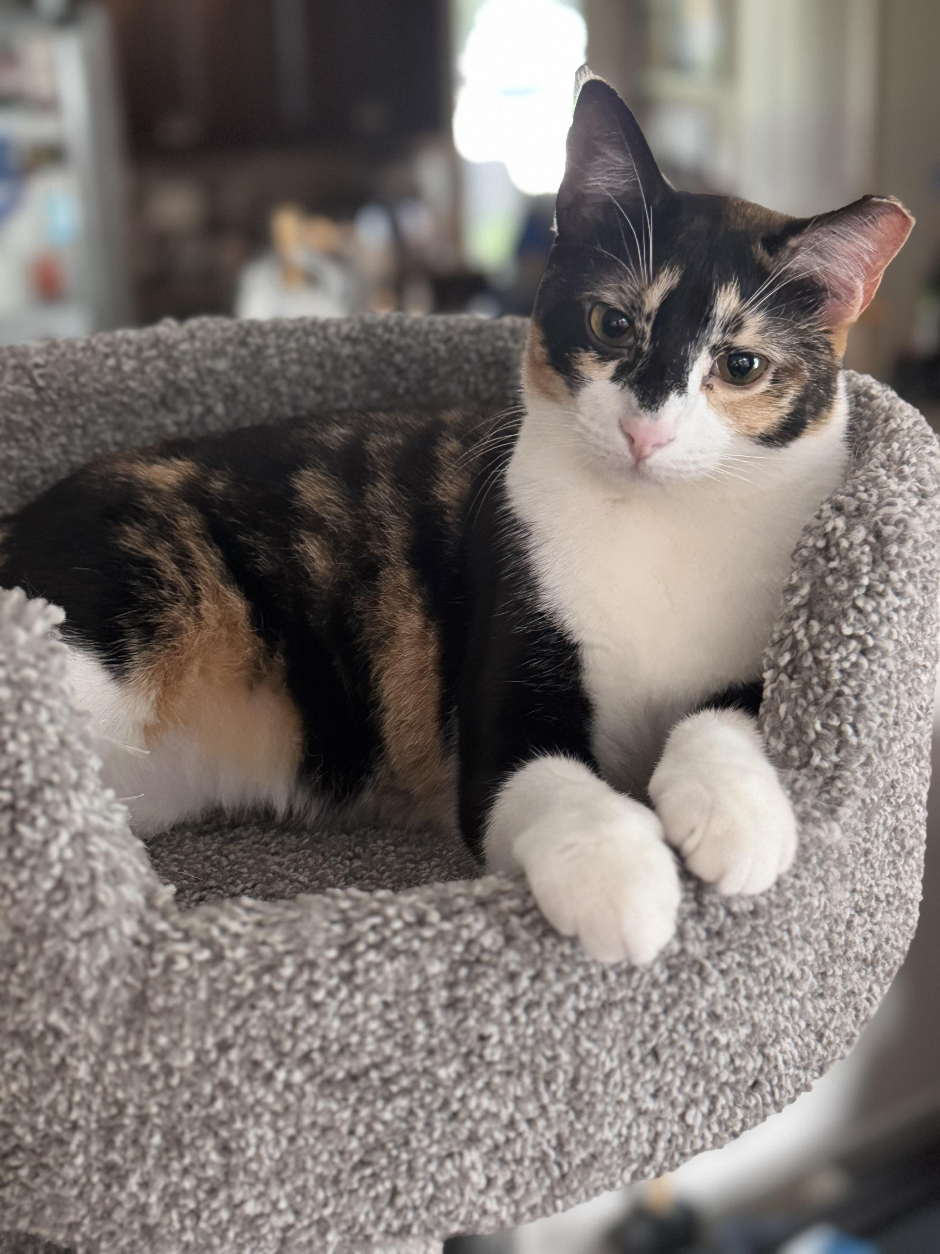 Enlarge CALLI LILY, a Adopted Calico in Houston, TX image 3/6