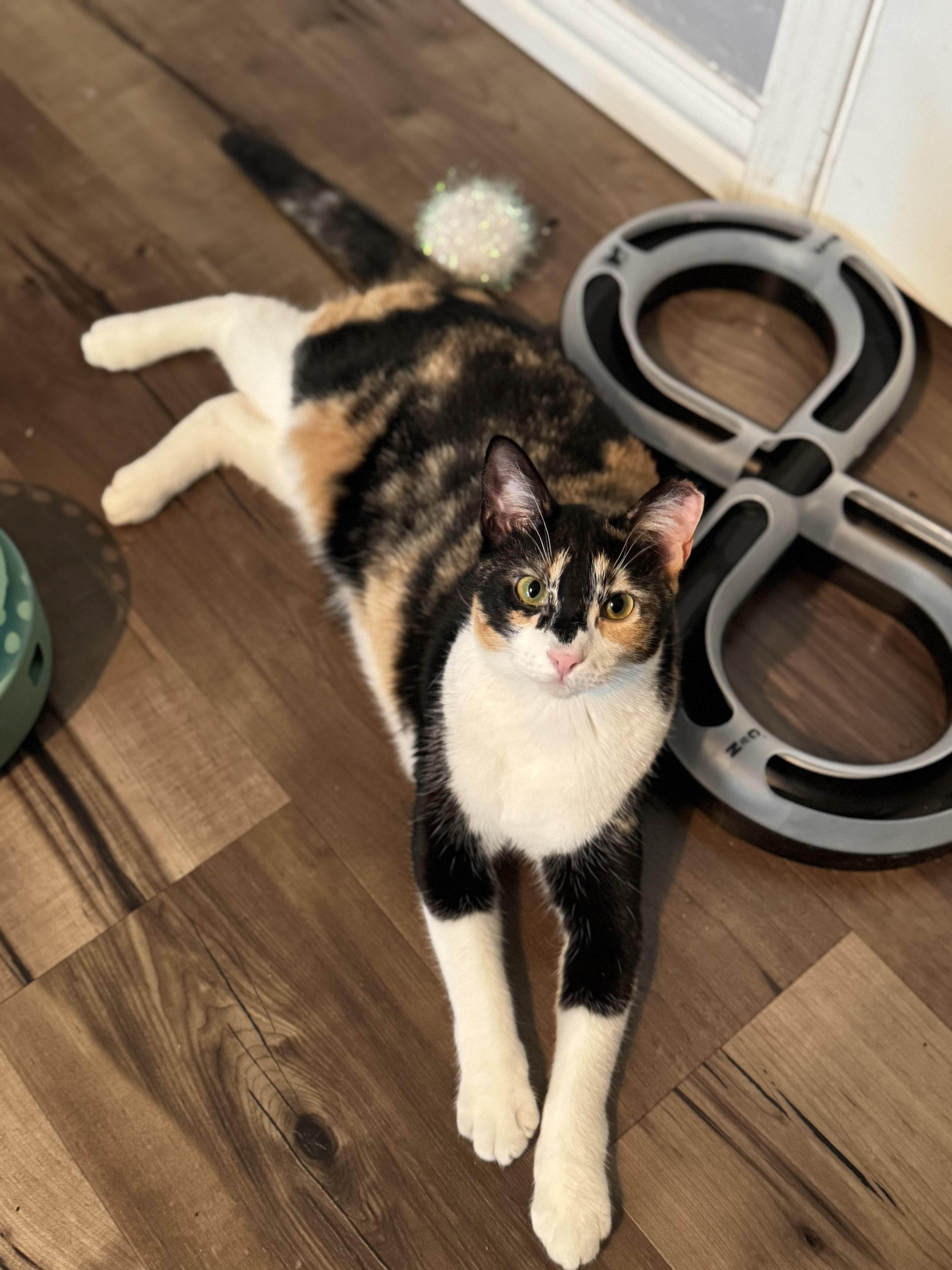 Enlarge CALLI LILY, a Adopted Calico in Houston, TX image 6/6