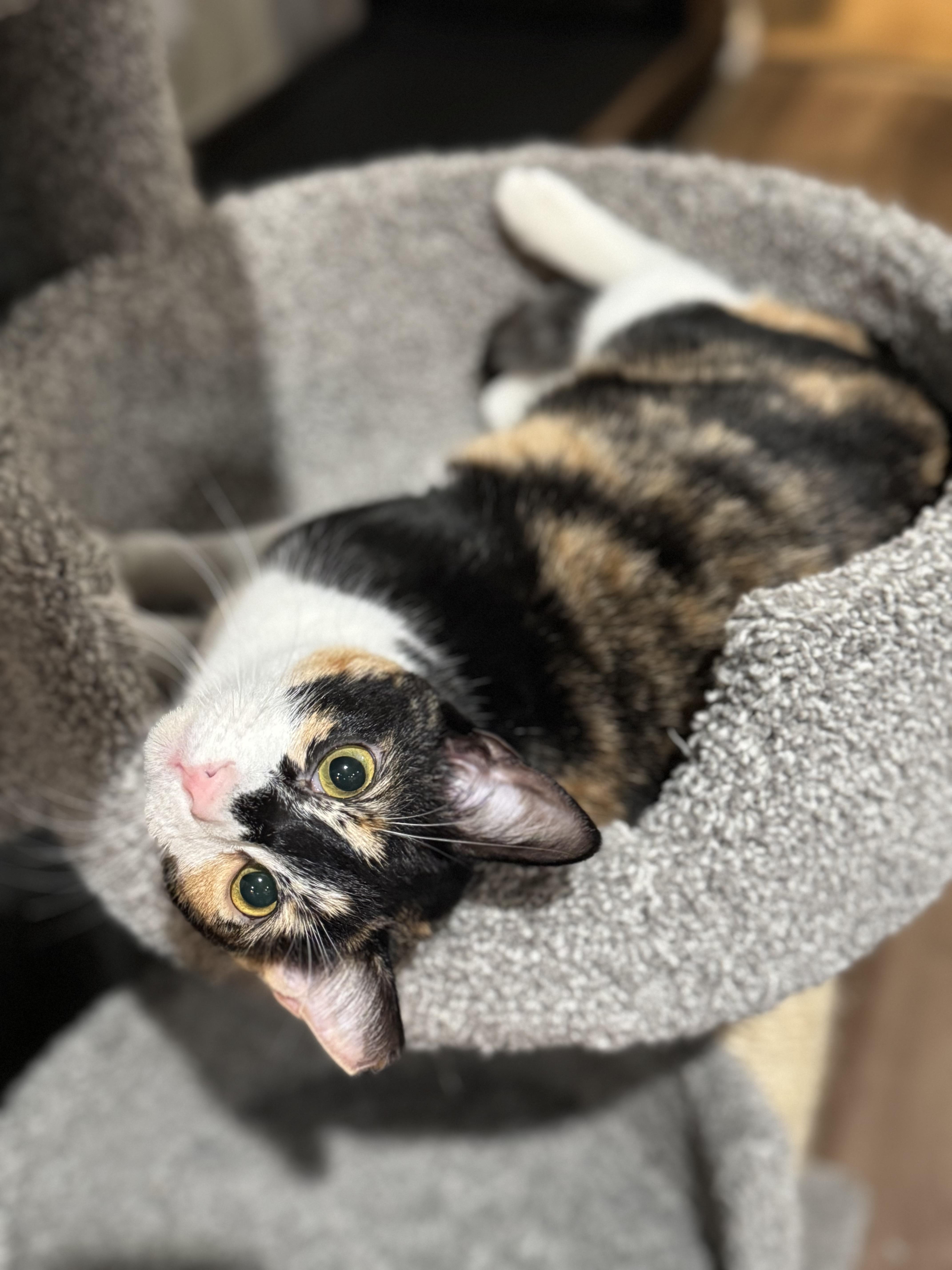 Enlarge CALLI LILY, a Adopted Calico in Houston, TX image 5/6