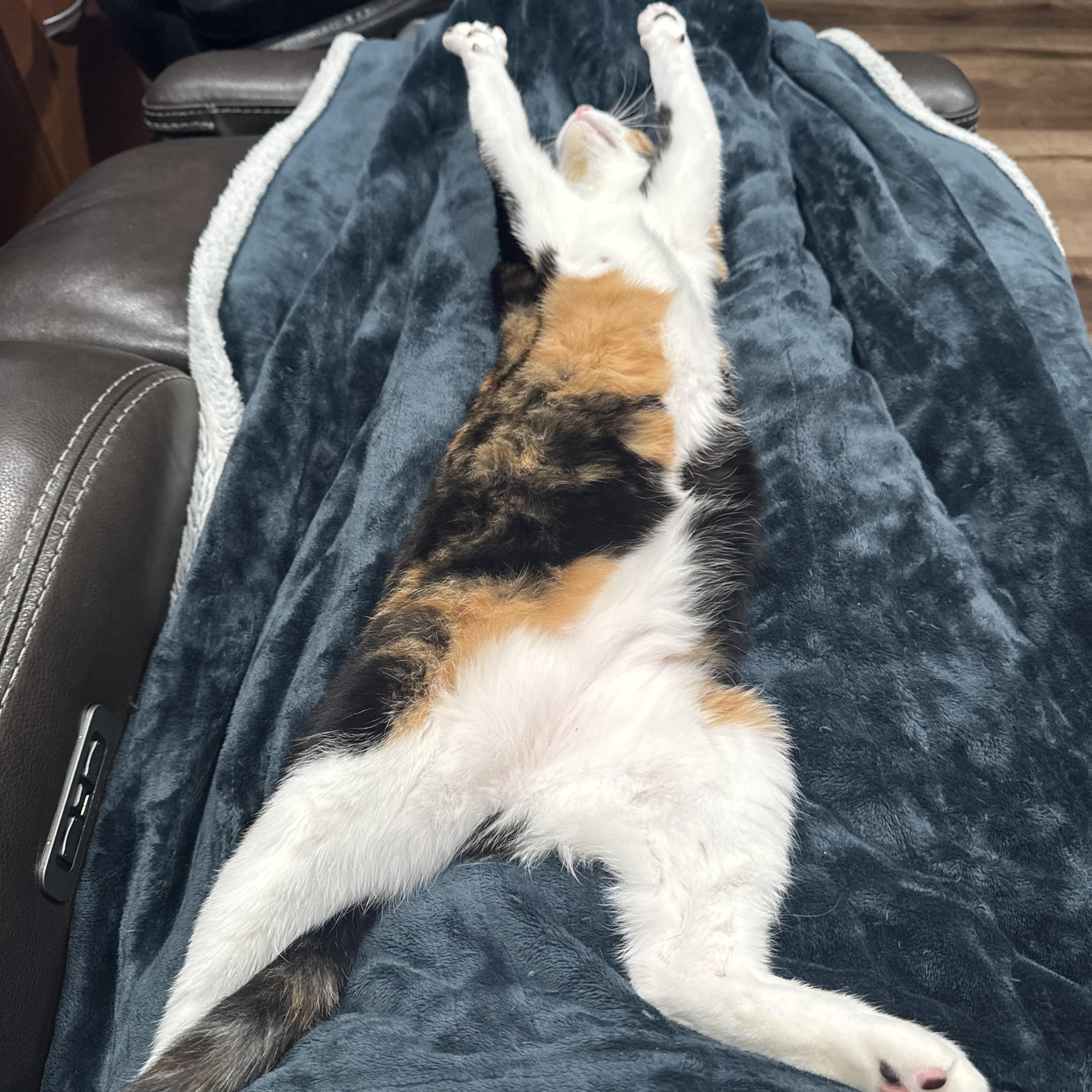 Enlarge CALLI LILY, a Adopted Calico in Houston, TX image 2/6