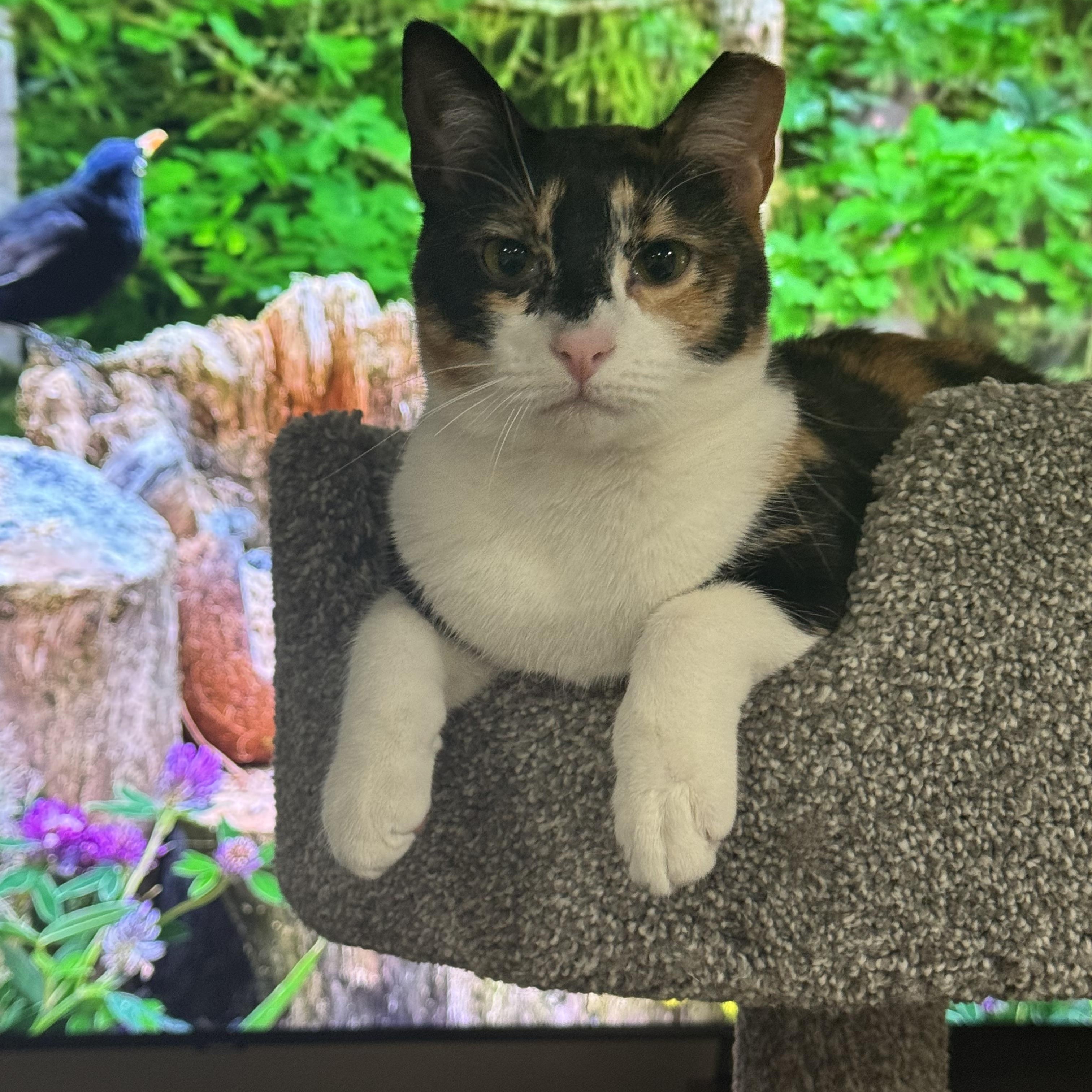 CALLI LILY, Adopted, Young Female Calico.