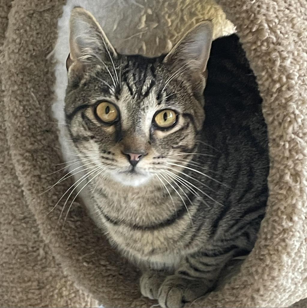 Moe, Adoptable, Adult Male Domestic Short Hair.