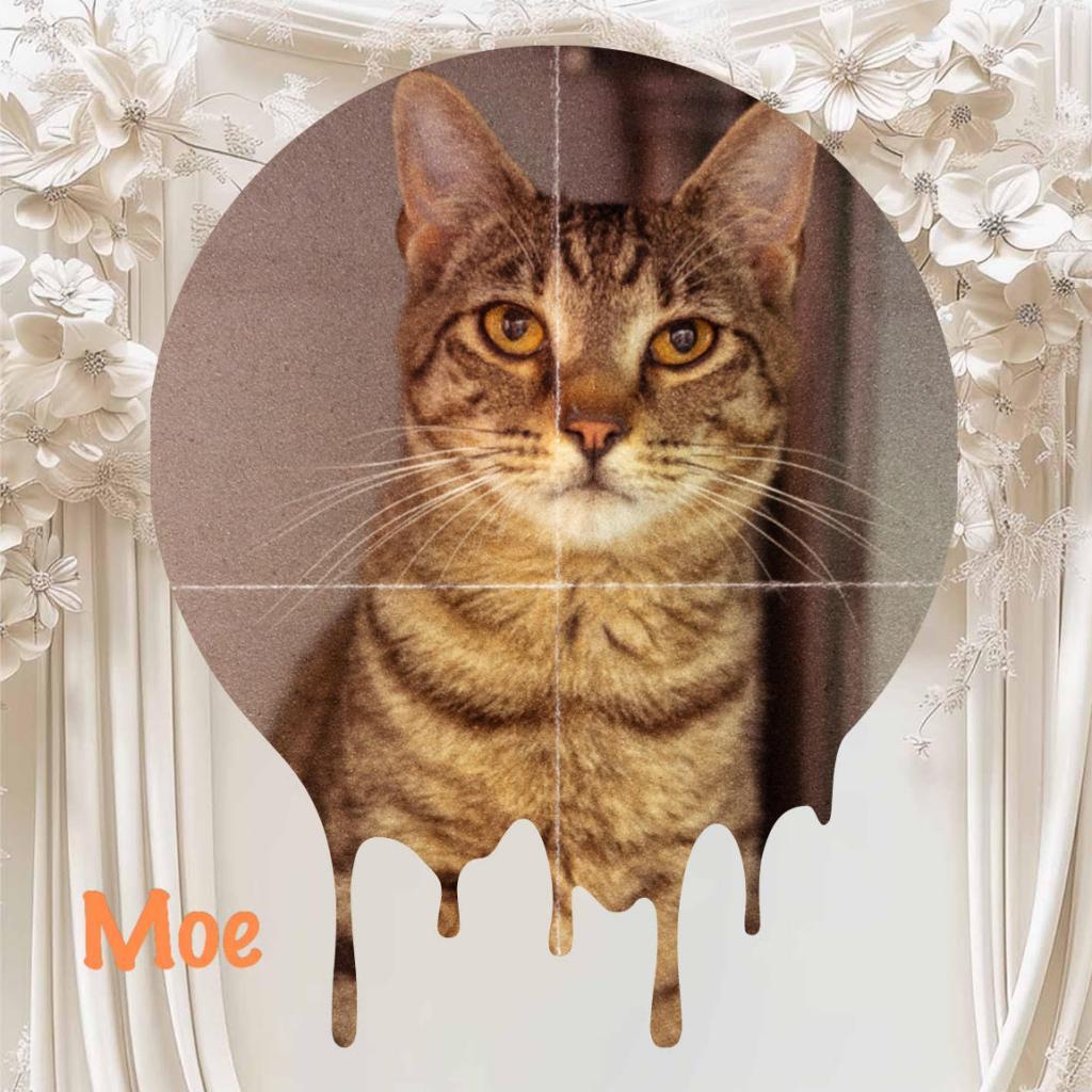 Moe, a Adoptable Domestic Short Hair in Enterprise, AL image 2/3