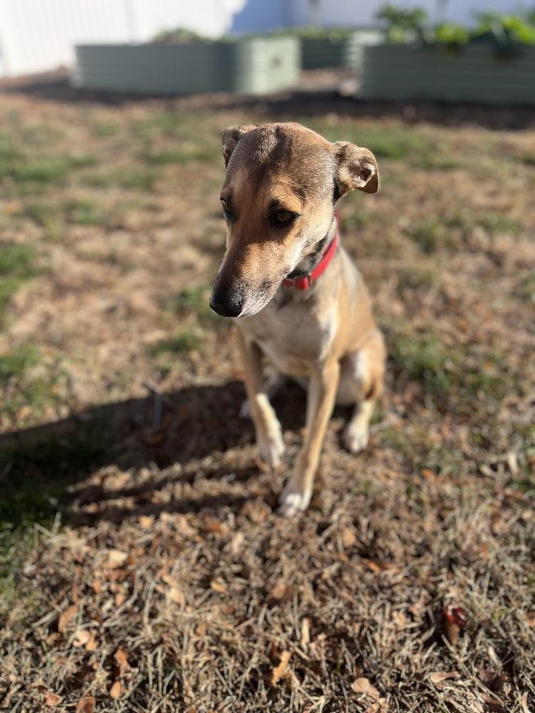 Skittles, Adoptable, Adult Female Retriever & German Shepherd Dog.