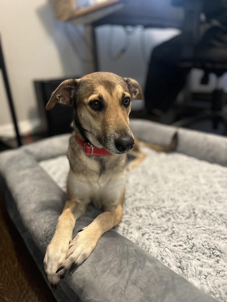 Skittles, Adoptable, Adult Female Retriever & German Shepherd Dog.