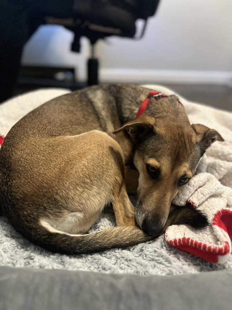 Enlarge Skittles, a Adoptable mixed breed in Valley Stream, NY image 3/6