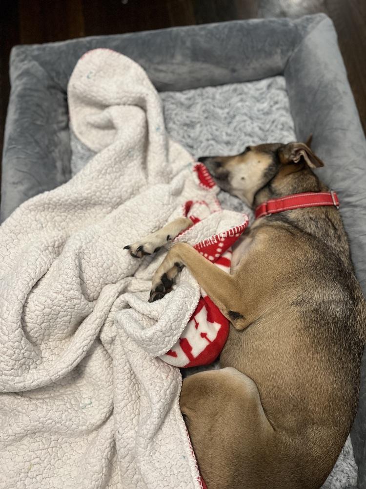 Enlarge Skittles, a Adoptable mixed breed in Valley Stream, NY image 4/6