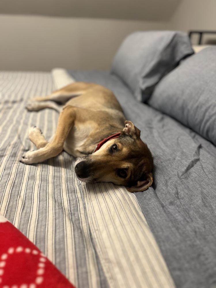 Enlarge Skittles, a Adoptable mixed breed in Valley Stream, NY image 4/6