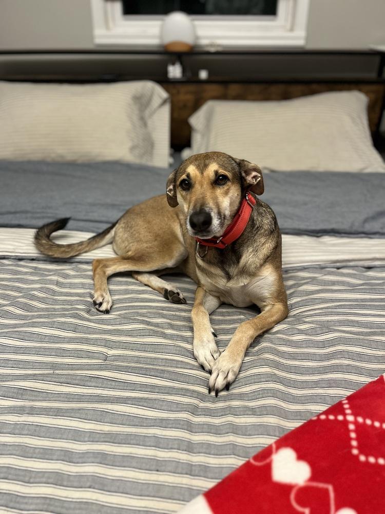 Enlarge Skittles, a Adoptable mixed breed in Valley Stream, NY image 5/6