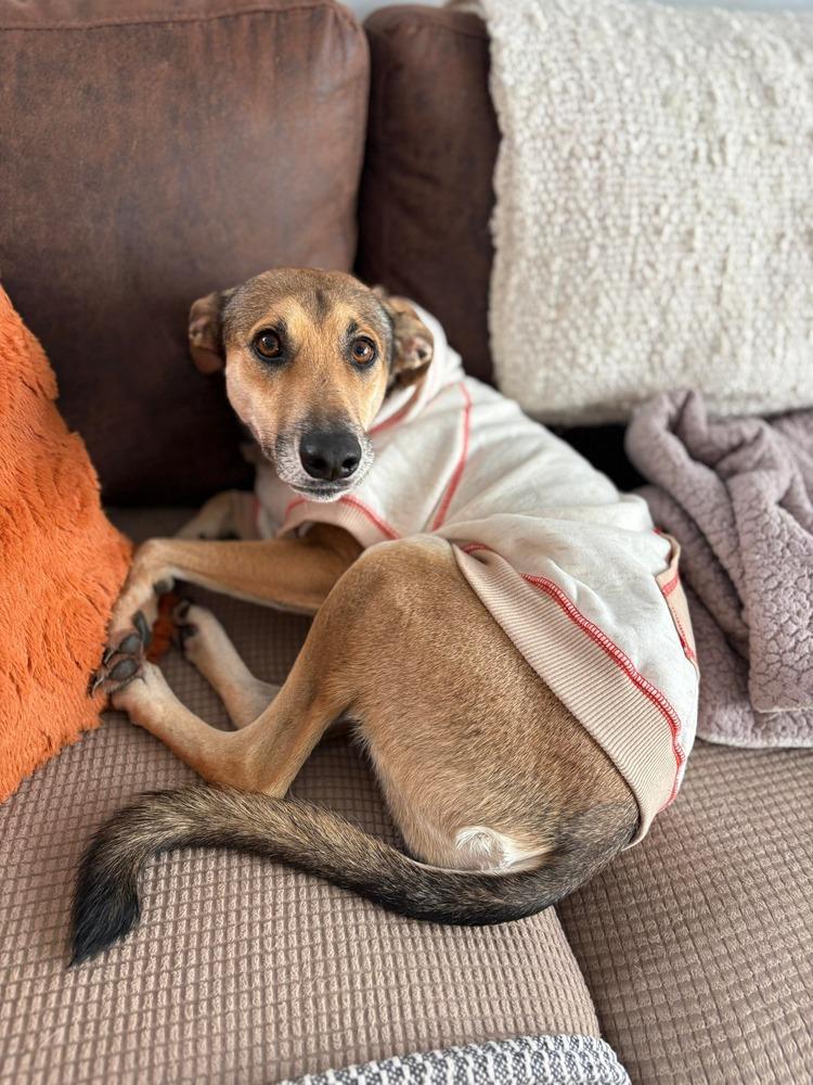 Enlarge Skittles, a Adoptable mixed breed in Valley Stream, NY image 5/6