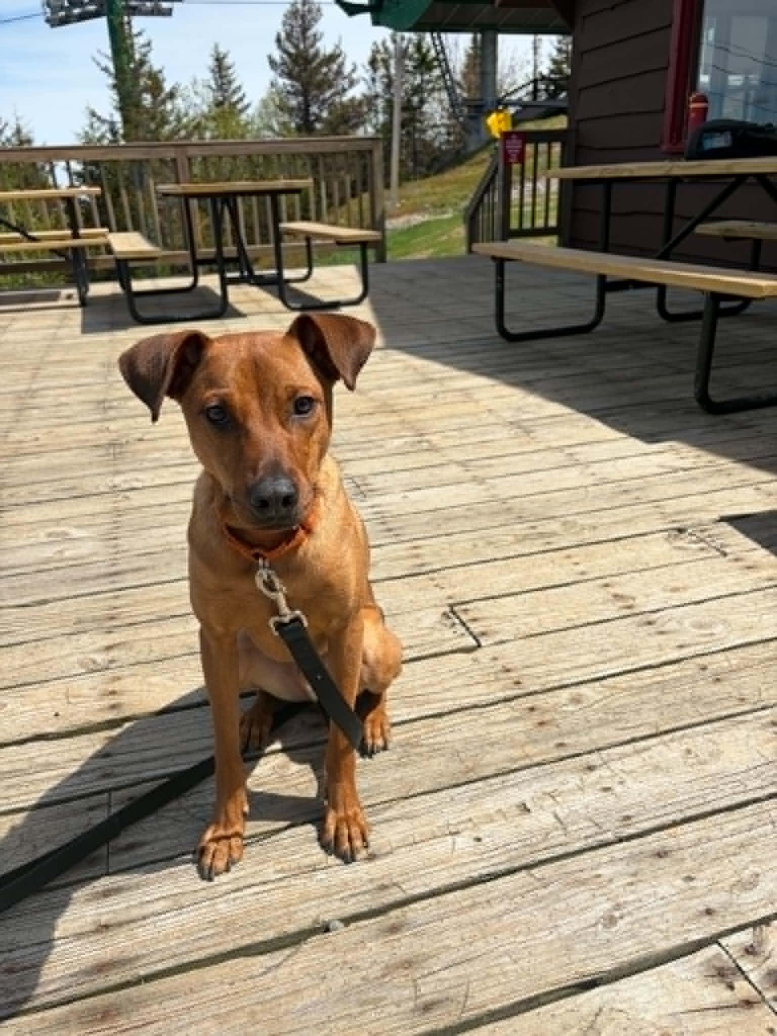 Bacon, a ADOPTABLE mixed breed in Salem, NH image 6/6