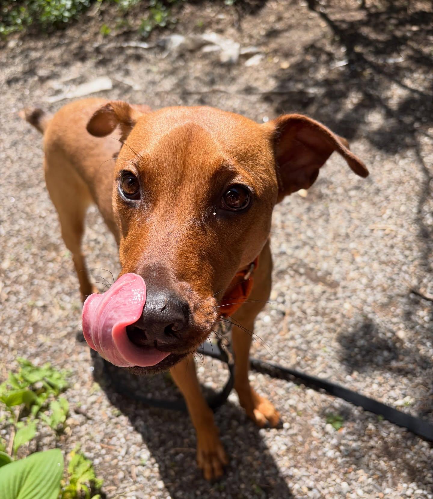 Bacon, a ADOPTABLE mixed breed in Salem, NH image 5/6