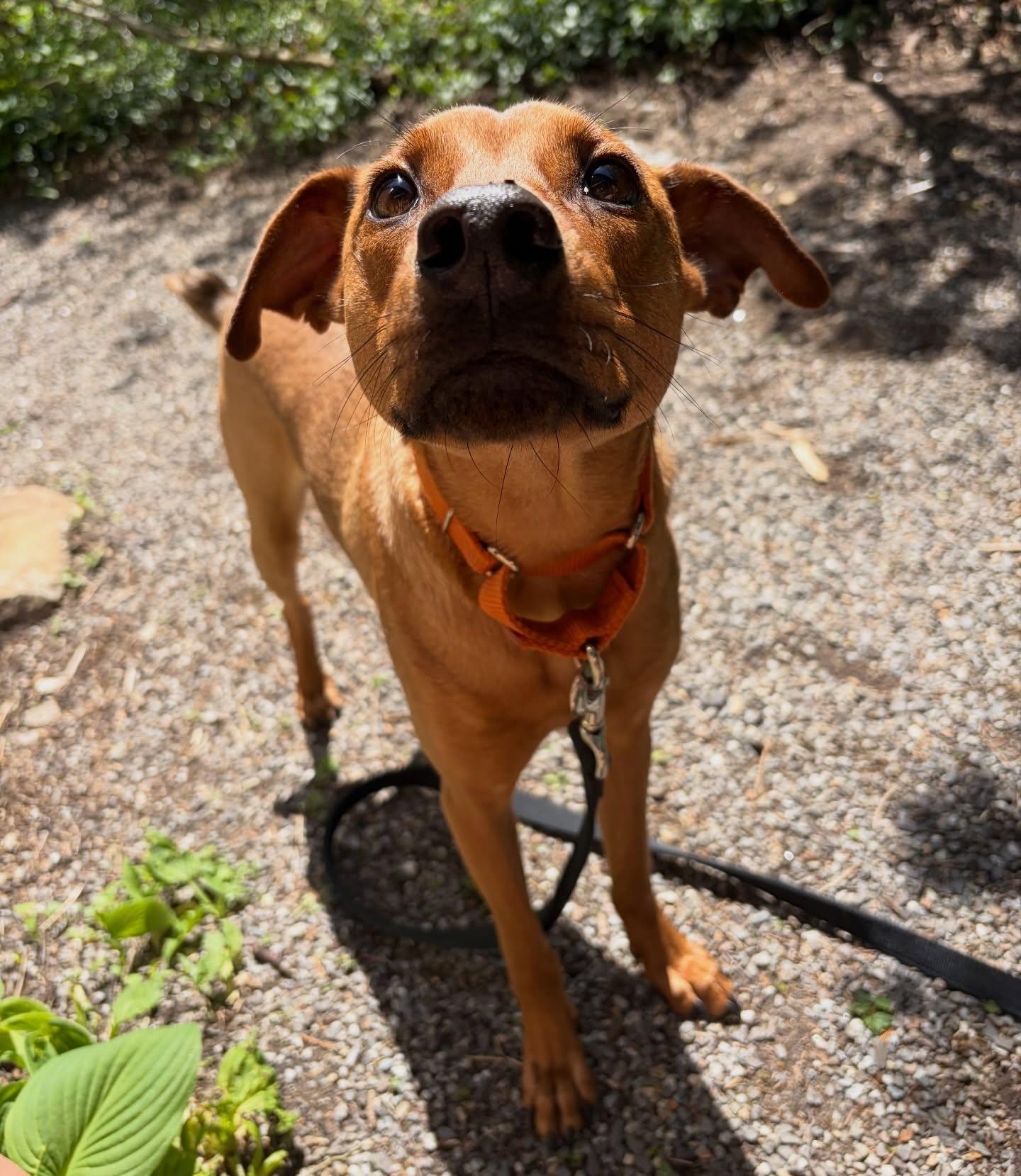 Bacon, a ADOPTABLE mixed breed in Salem, NH image 2/6