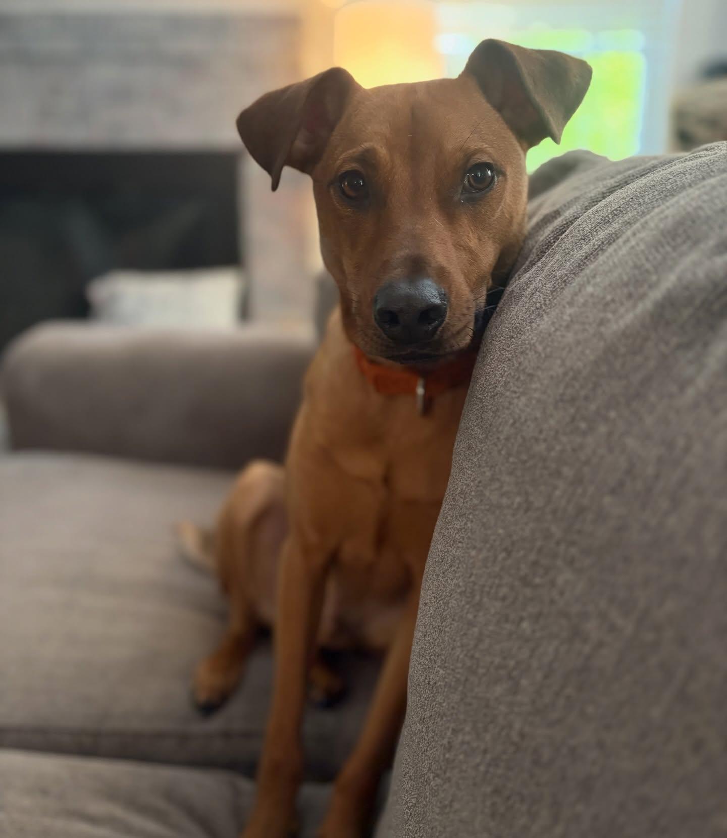 Bacon, ADOPTABLE, Young Male Rhodesian Ridgeback.