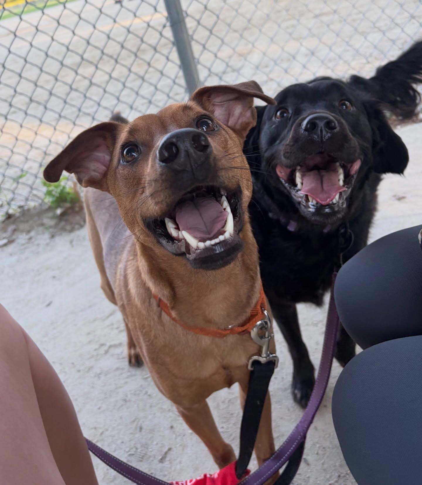 Bacon, a ADOPTABLE mixed breed in Salem, NH image 4/6