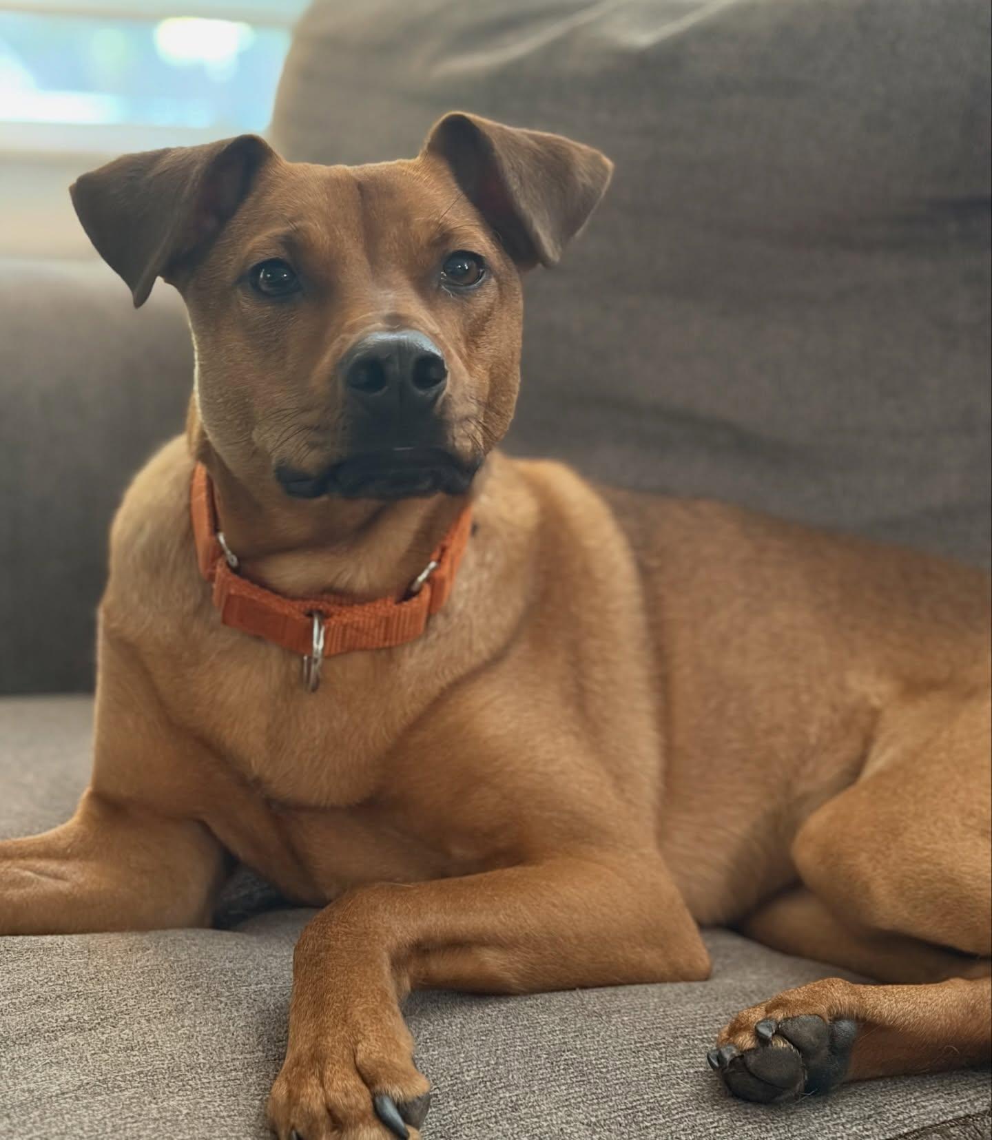 Bacon, a ADOPTABLE mixed breed in Salem, NH image 3/6