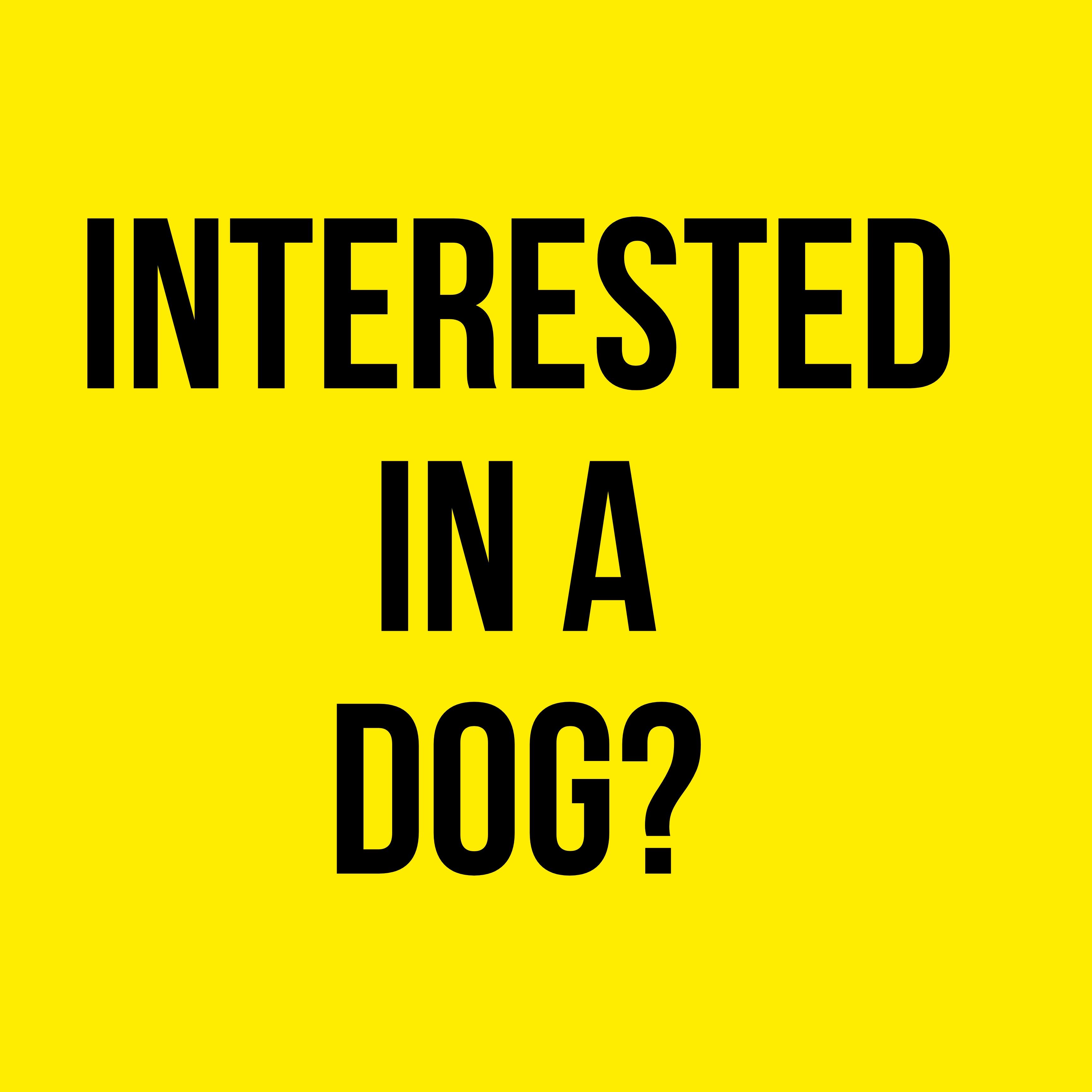 Wags Dog!, Adoptable, Young Female Terrier.