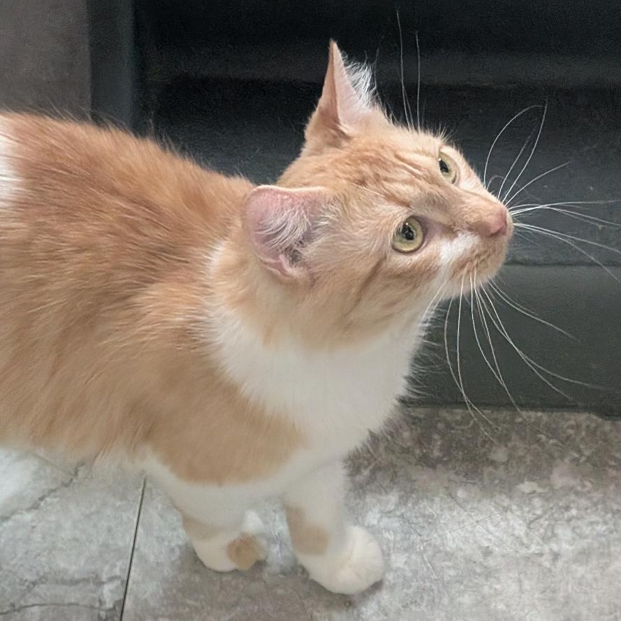 Enlarge Roxie, a ADOPTABLE Domestic Long Hair in Reisterstown, MD image 3/6