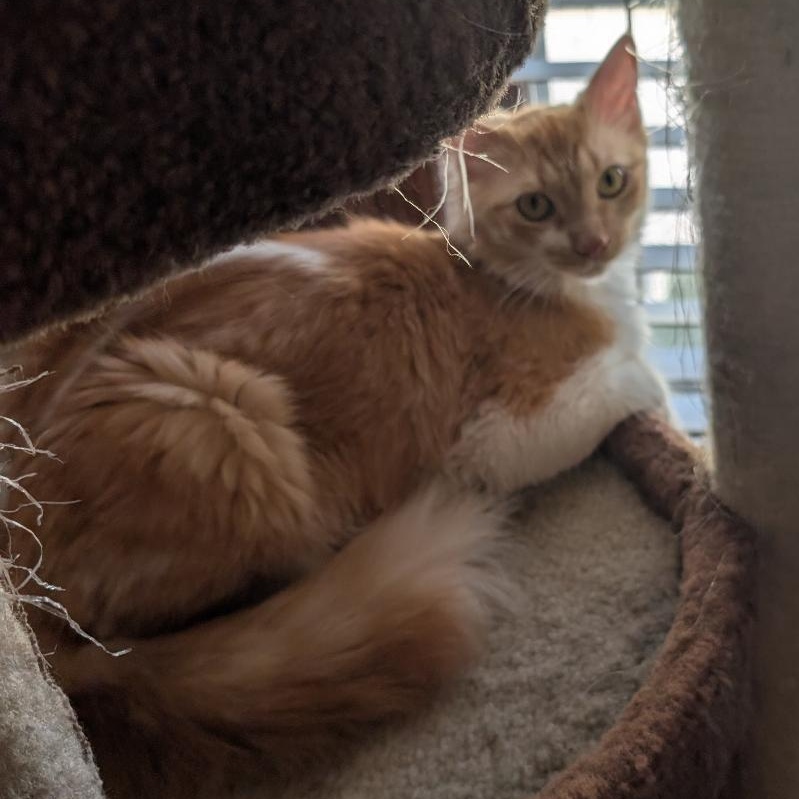 Enlarge Roxie, a ADOPTABLE Domestic Long Hair in Reisterstown, MD image 5/6