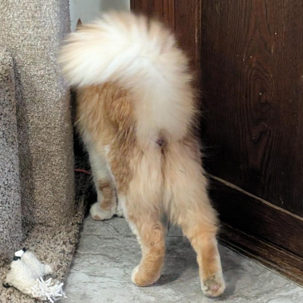 Enlarge Roxie, a ADOPTABLE Domestic Long Hair in Reisterstown, MD image 4/6