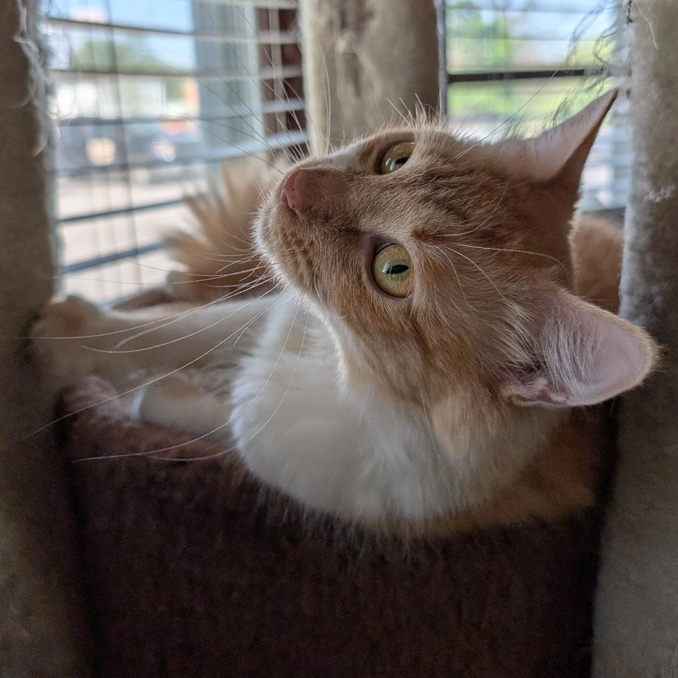 Enlarge Roxie, a ADOPTABLE Domestic Long Hair in Reisterstown, MD image 6/6