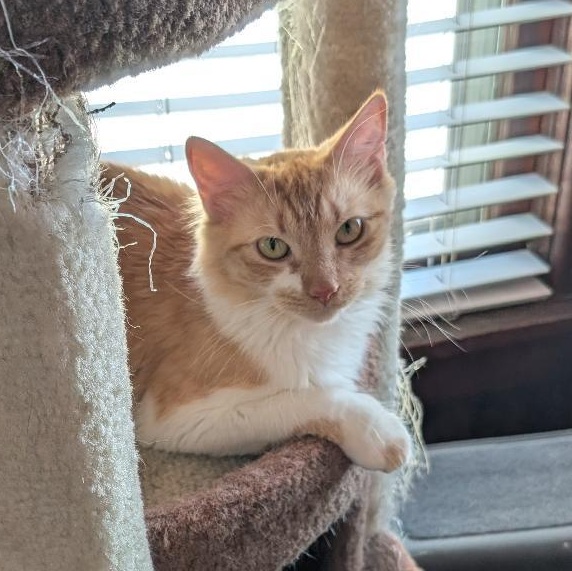 Roxie, ADOPTABLE, Young Female Domestic Long Hair.