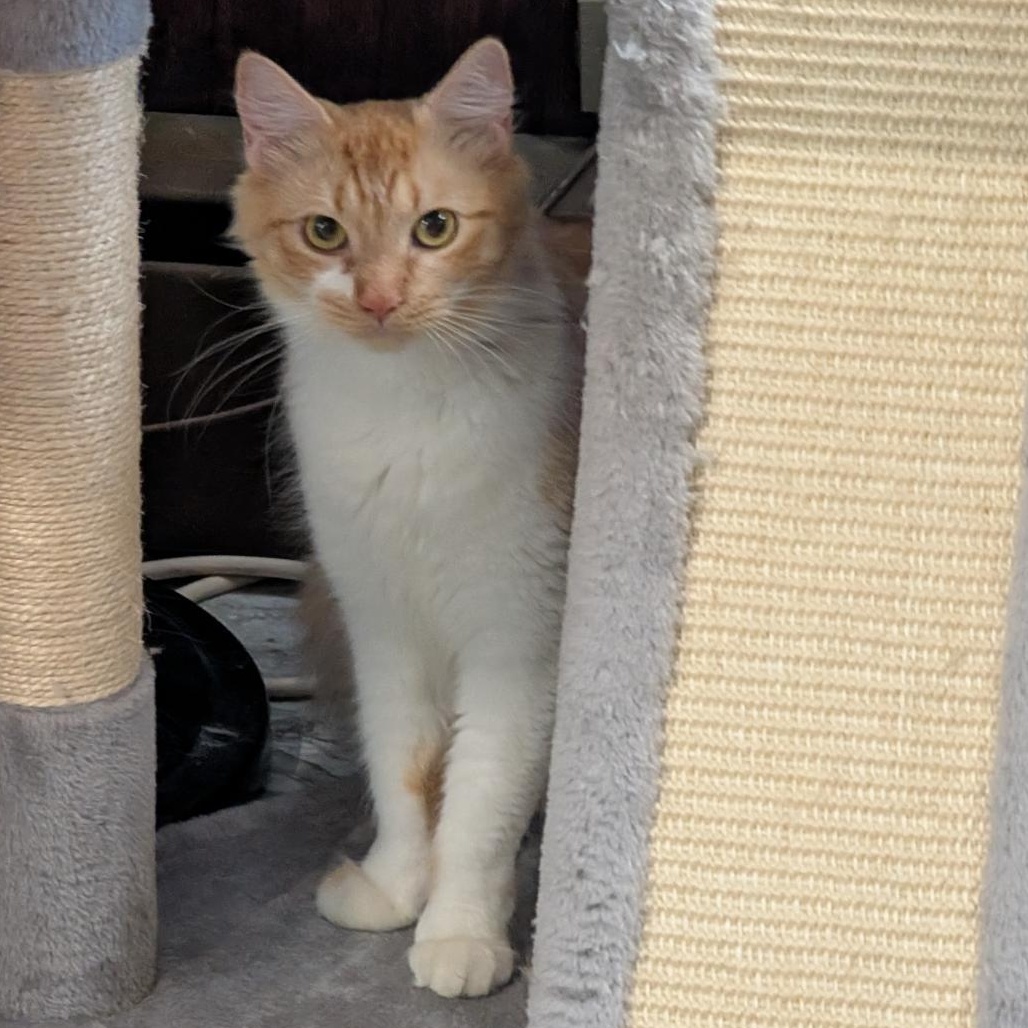 Enlarge Roxie, a ADOPTABLE Domestic Long Hair in Reisterstown, MD image 2/6