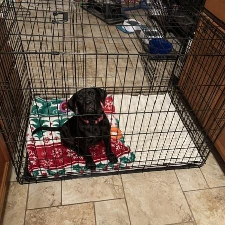 Enlarge Scout, a Adopted Labrador Retriever in Indianapolis, IN image 3/6