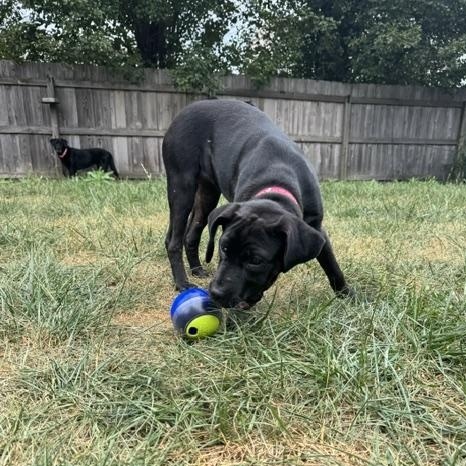 Enlarge Scout, a Adopted Labrador Retriever in Indianapolis, IN image 6/6