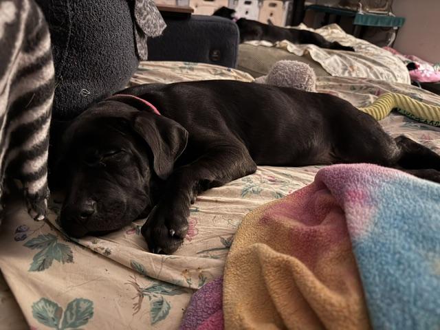 Enlarge Scout, a Adopted Labrador Retriever in Indianapolis, IN image 2/6