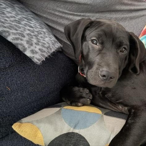 Enlarge Scout, a Adopted Labrador Retriever in Indianapolis, IN image 1/6