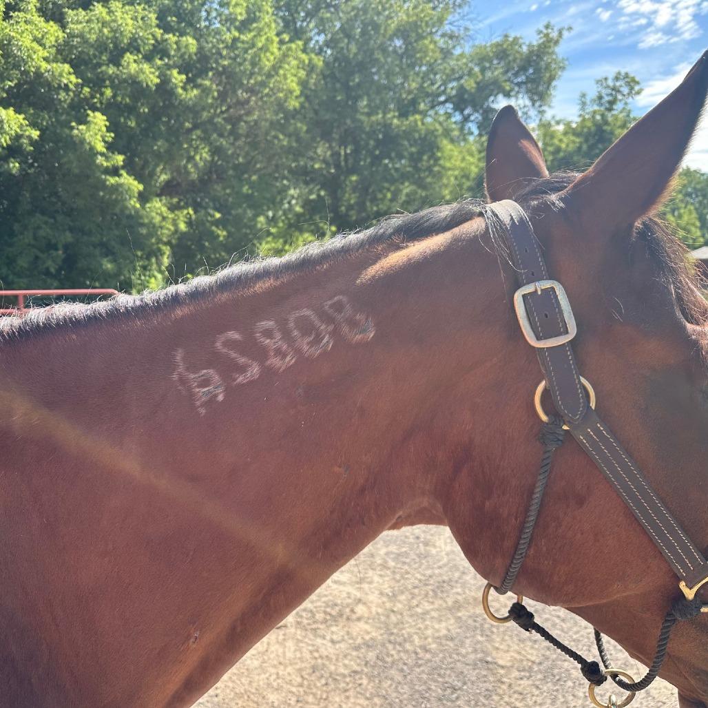 Enlarge Cal (Cal's Straight), a Adoptable Standardbred in Fairport, NY image 1/6