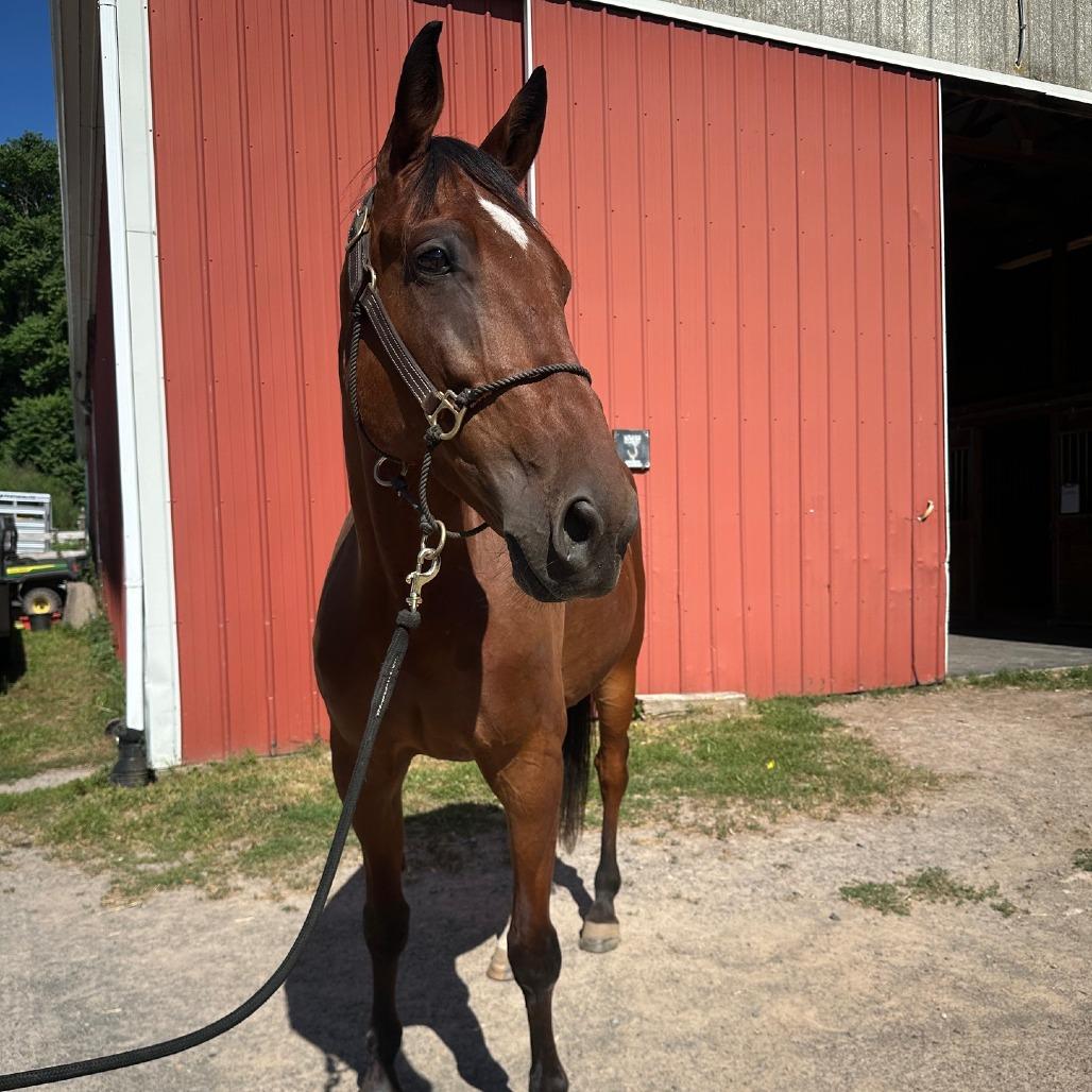Enlarge Cal (Cal's Straight), a Adoptable Standardbred in Fairport, NY image 2/6