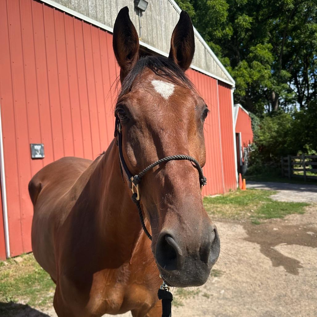 Enlarge Cal (Cal's Straight), a Adoptable Standardbred in Fairport, NY image 3/6