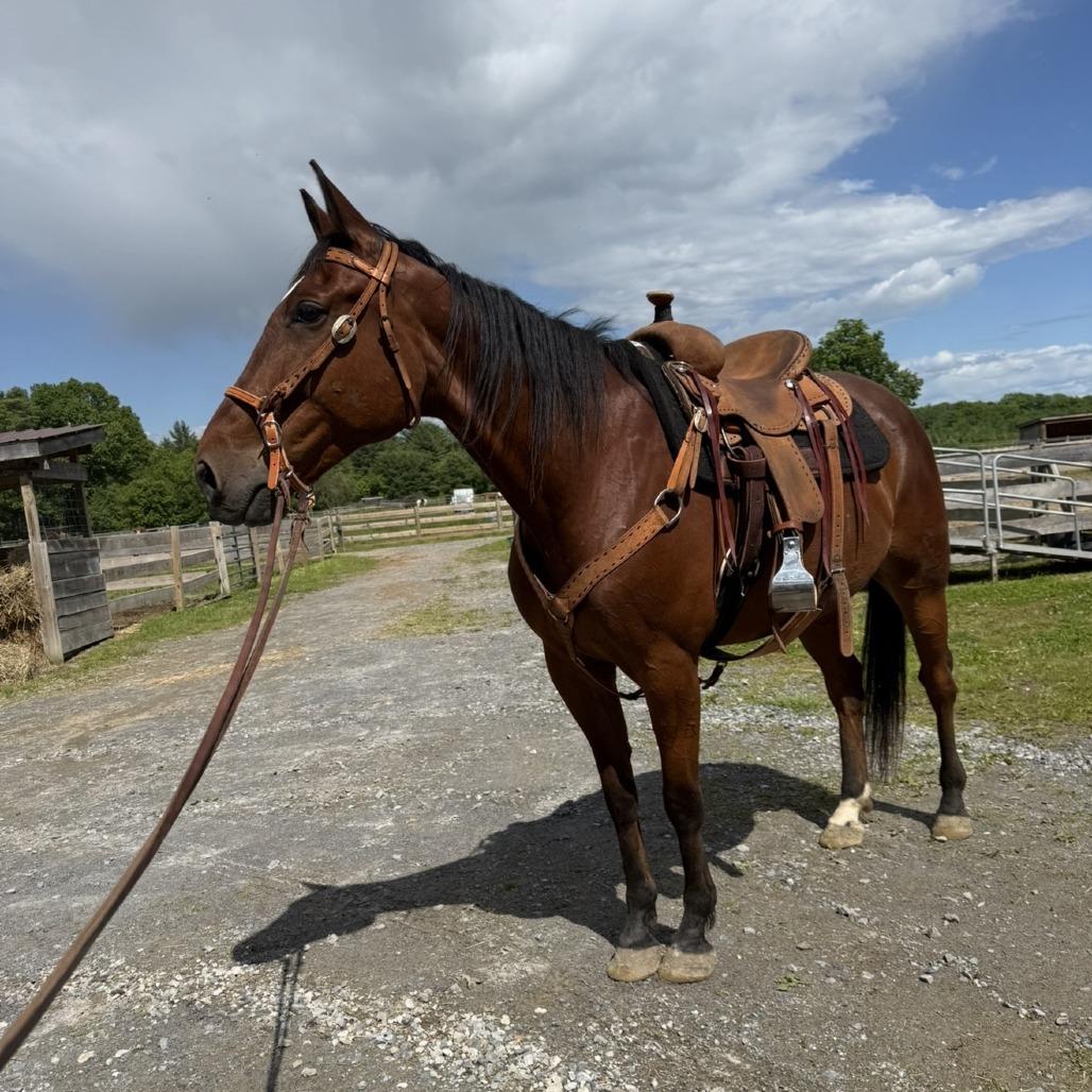Enlarge Cal (Cal's Straight), a Adoptable Standardbred in Fairport, NY image 4/6