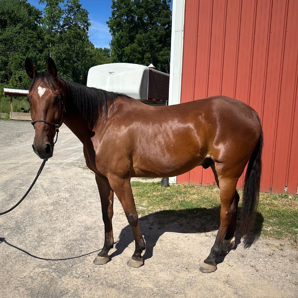Enlarge Cal (Cal's Straight), a Adoptable Standardbred in Fairport, NY image 5/6