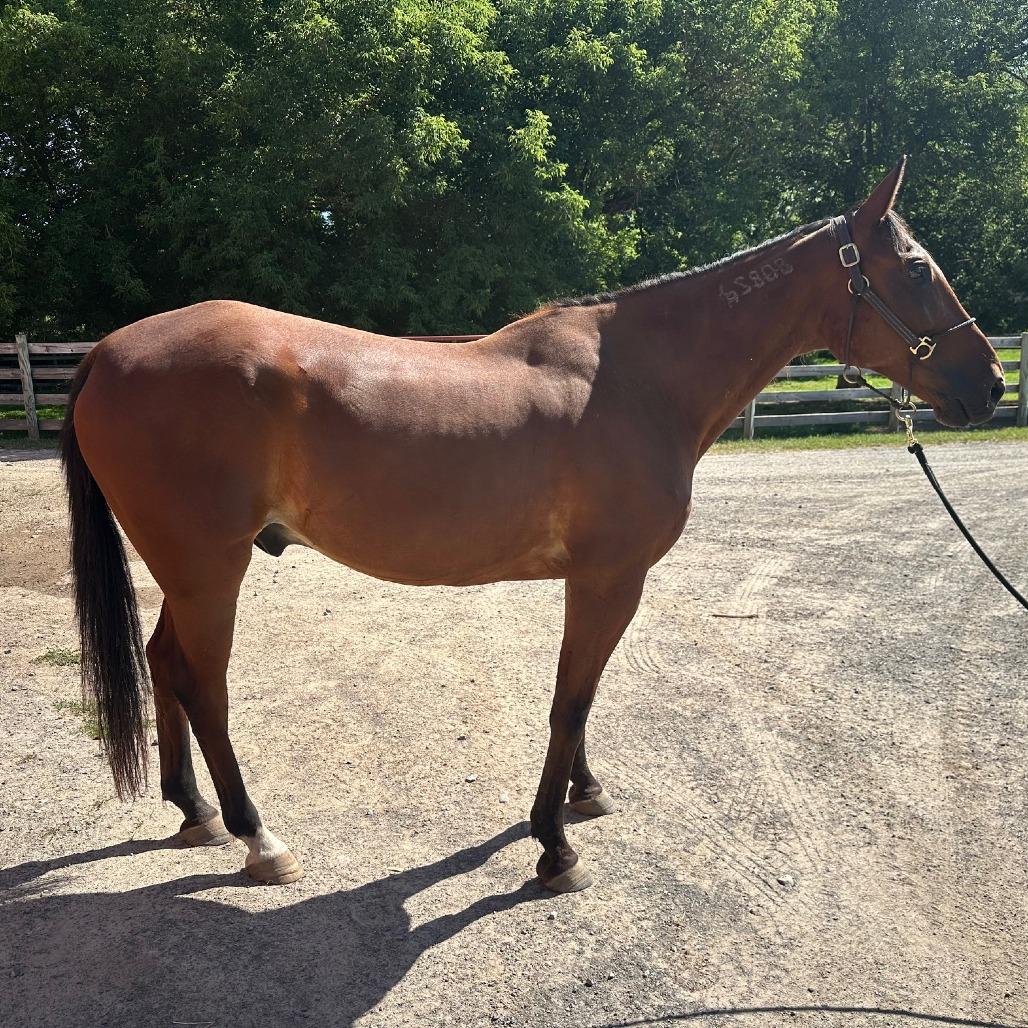 Enlarge Cal (Cal's Straight), a Adoptable Standardbred in Fairport, NY image 6/6