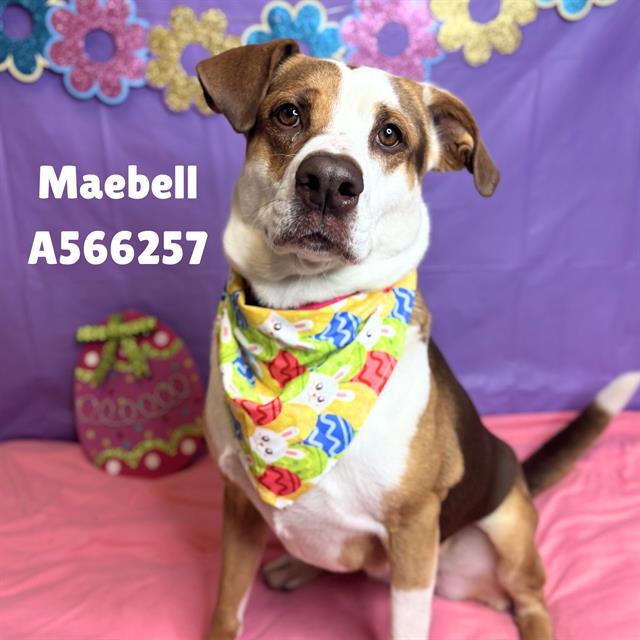 MAEBELL, Adoptable, Adult Female Pit Bull Terrier.
