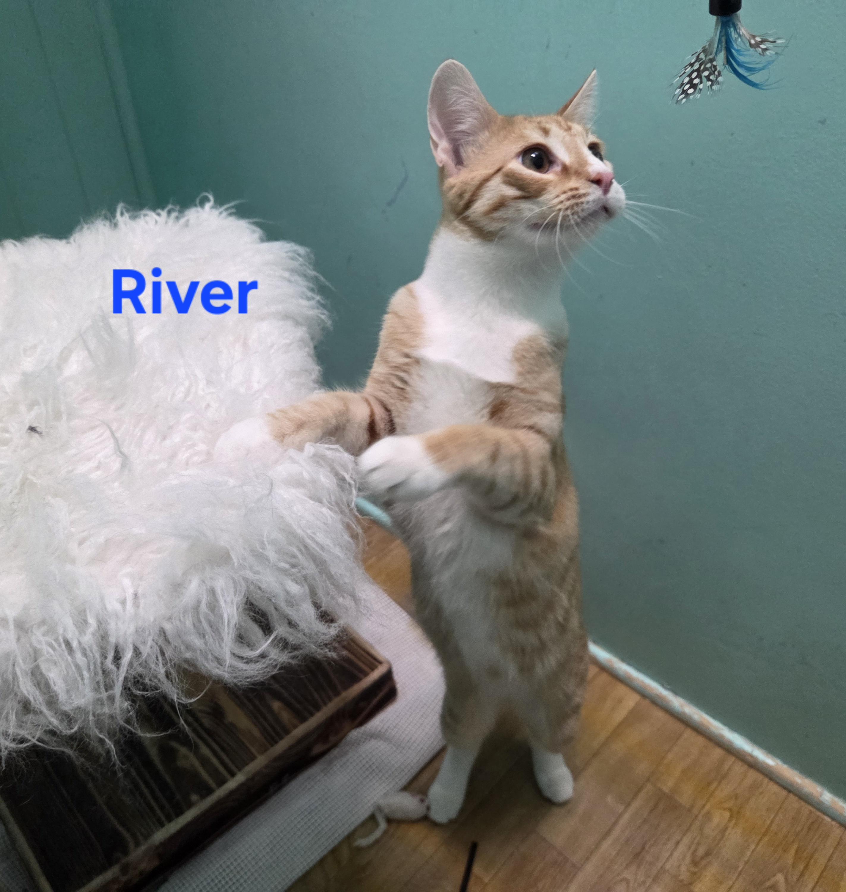River, a ADOPTABLE mixed breed in Whitewater, WI image 2/3