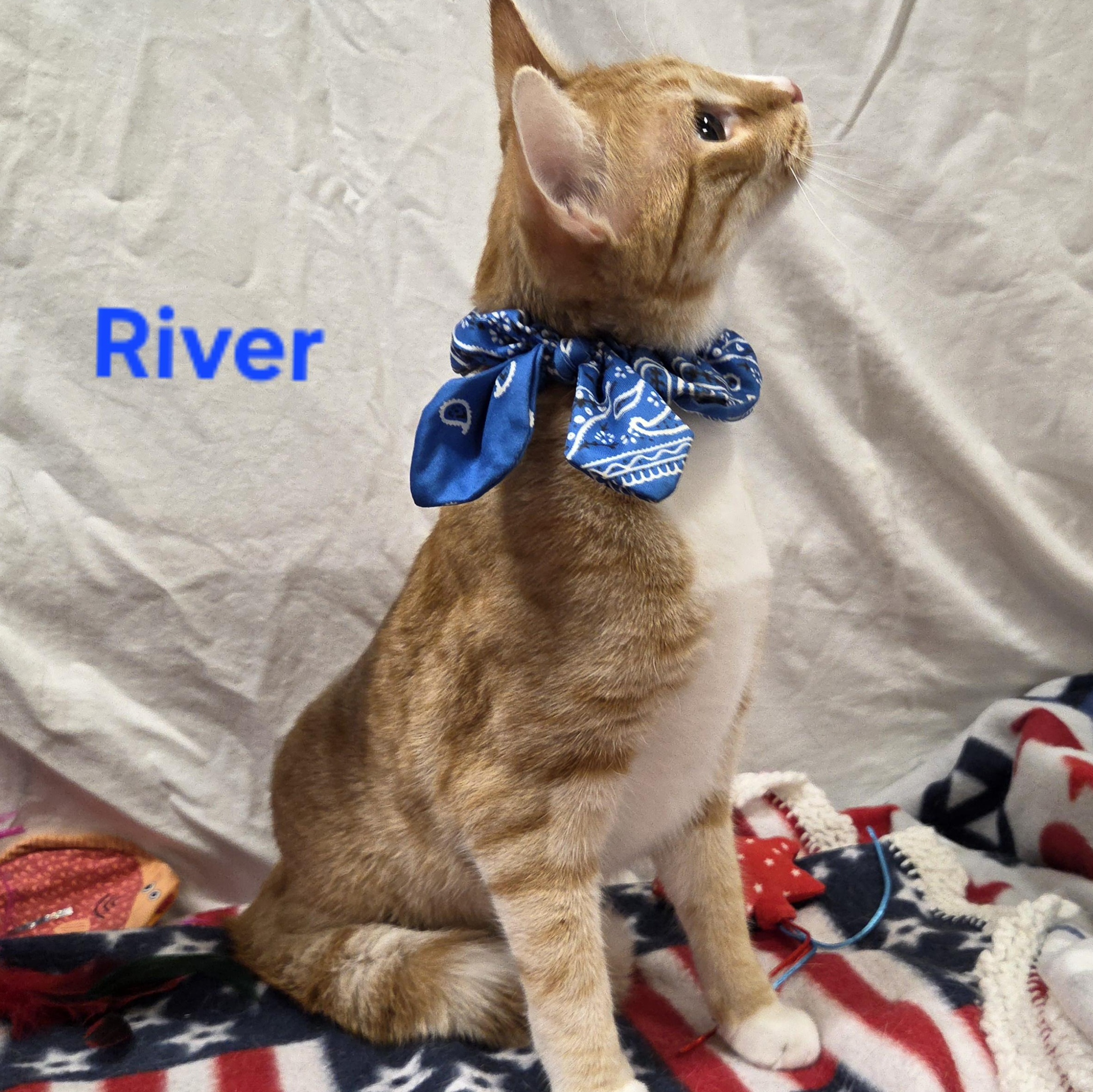 Enlarge River, a Adoptable mixed breed in Whitewater, WI image 5/5