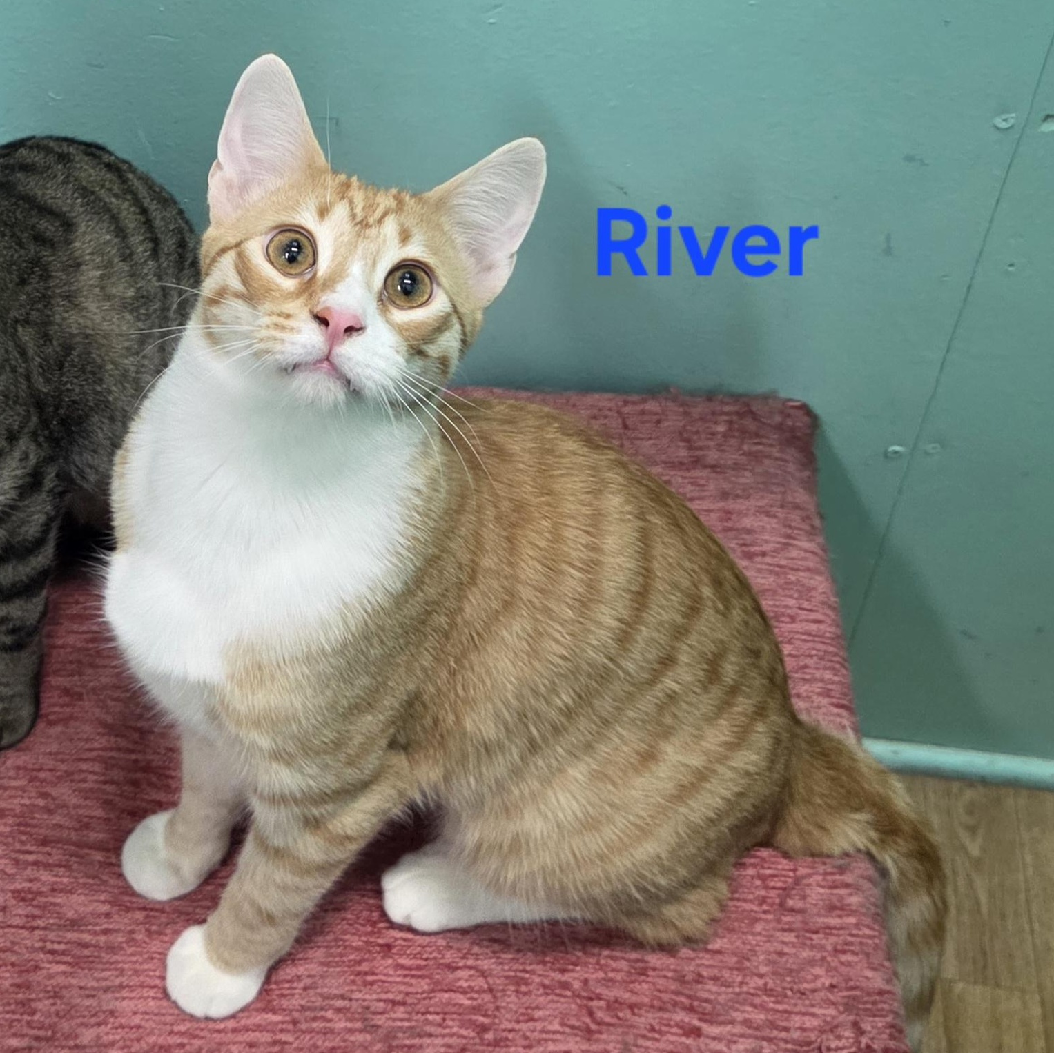 River, ADOPTABLE, Young Male Domestic Short Hair.