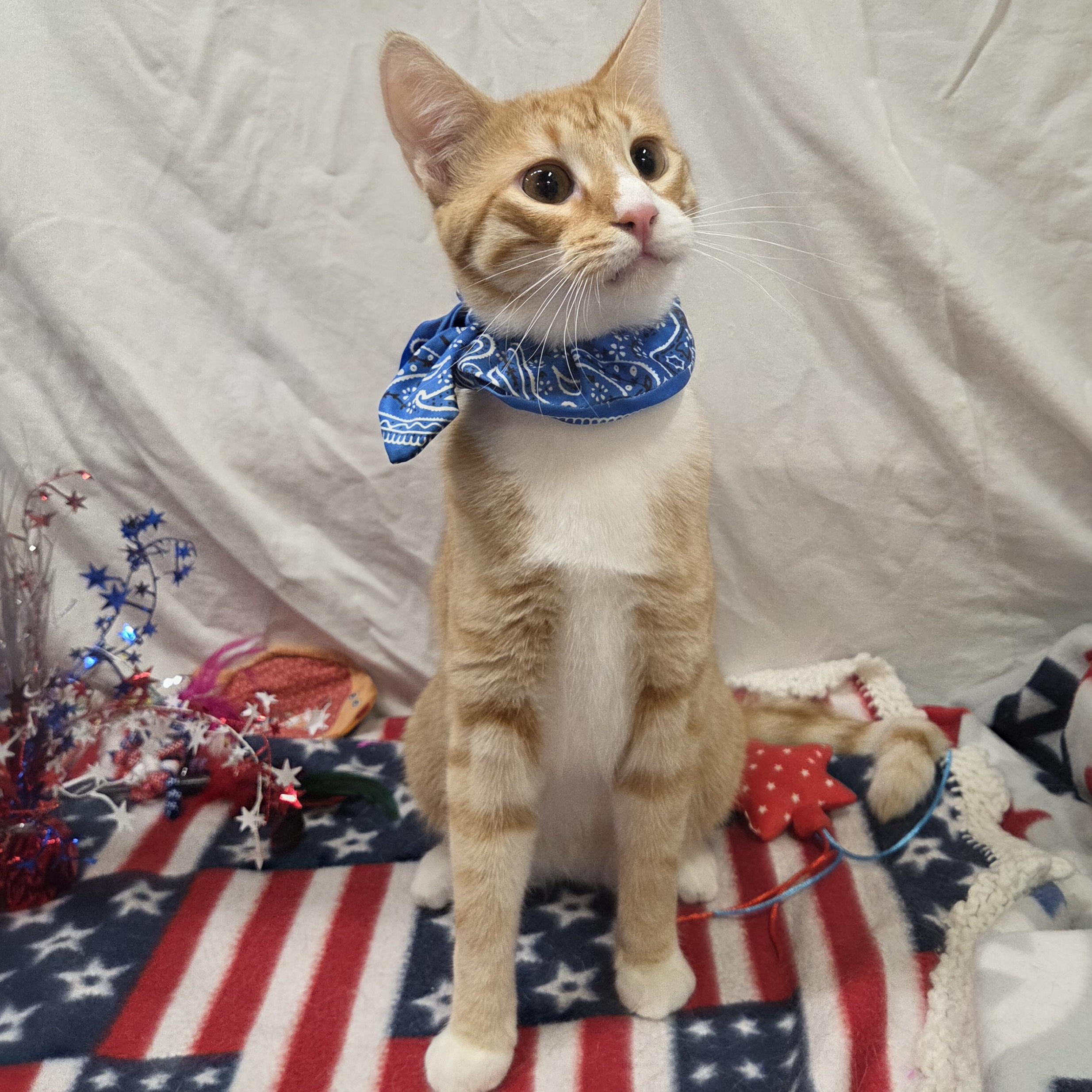 Enlarge River, a Adoptable mixed breed in Whitewater, WI image 4/5