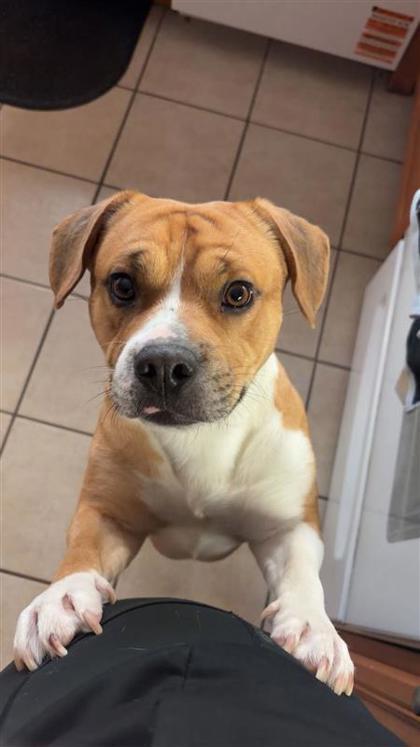 Enlarge Dexter, a Adoptable mixed breed in El Paso, TX image 1/3