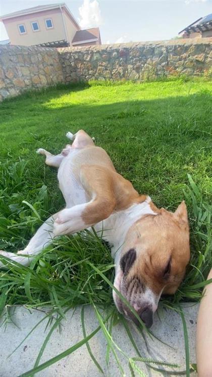 Enlarge Dexter, a Adoptable mixed breed in El Paso, TX image 2/3