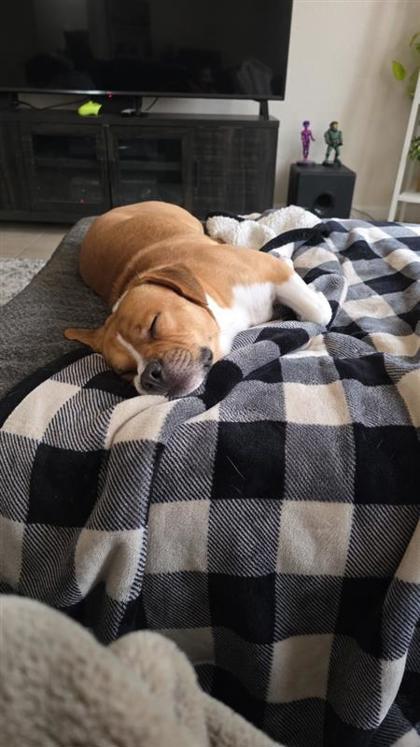 Enlarge Dexter, a Adoptable mixed breed in El Paso, TX image 3/3