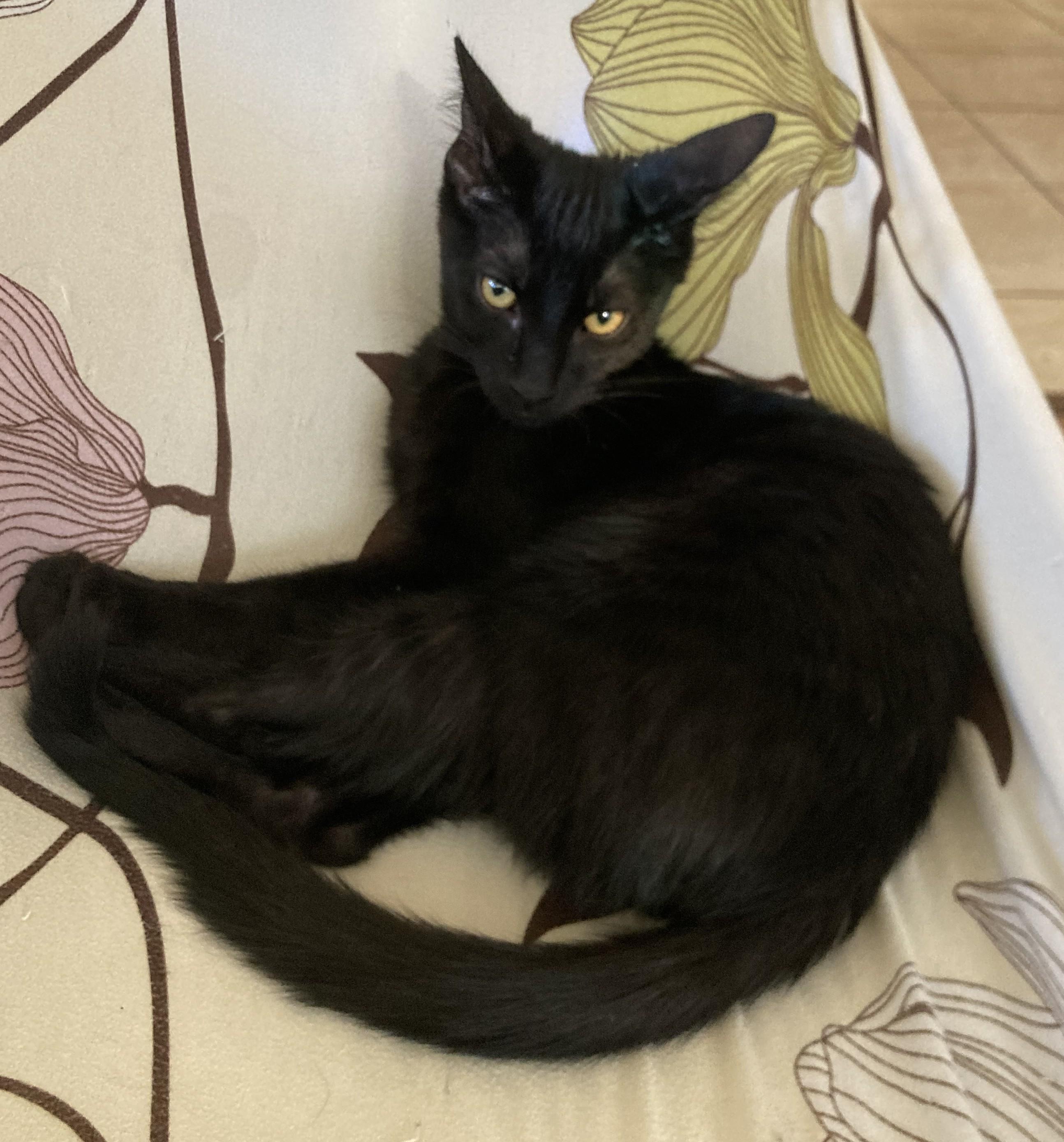 Pumba, Adoptable, Young Male Domestic Medium Hair.