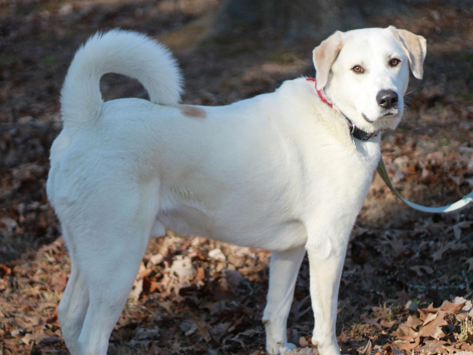 Oreo, Adoptable, Adult Male Great Pyrenees & Labrador Retriever.